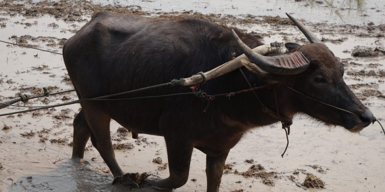 Water buffalo trudging through mud wearing a harness