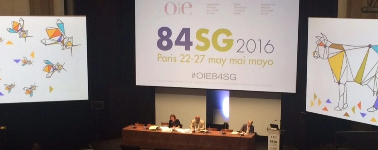 Delegates in an auditorium listening to 3 speakers sat at a table in front of 3 video screens