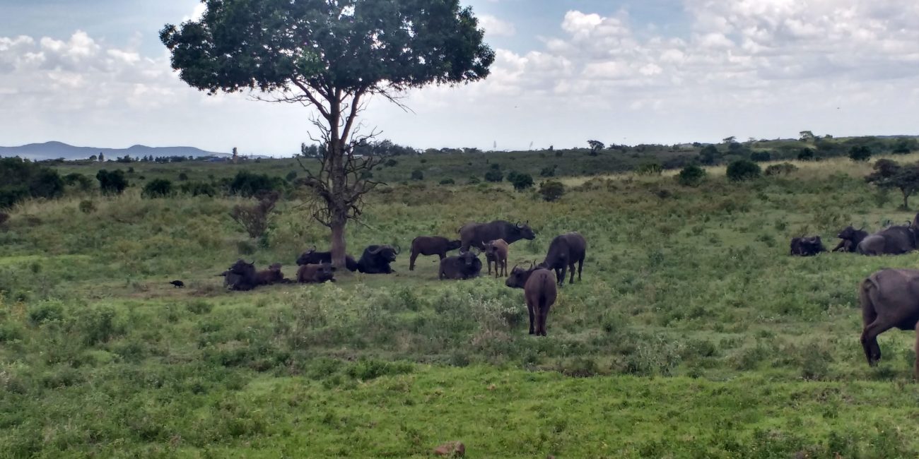 Bison in the wilderness, grouping under a tree