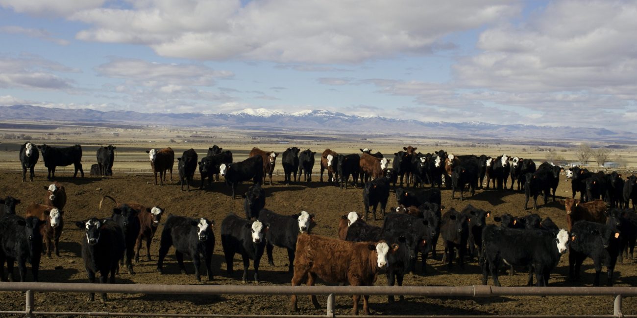 Focus On Emergency Preparedness banner image - Cattle in a large open air pen, with moutains in the far background