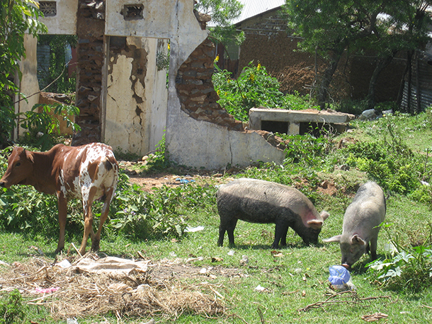 Cattle and pigs roaming on a farm in Kisumu, Kenya