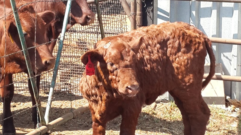 Focus On Lumpy Skin Disease impact banner image - Calf with lumpy skin, in an enclosure