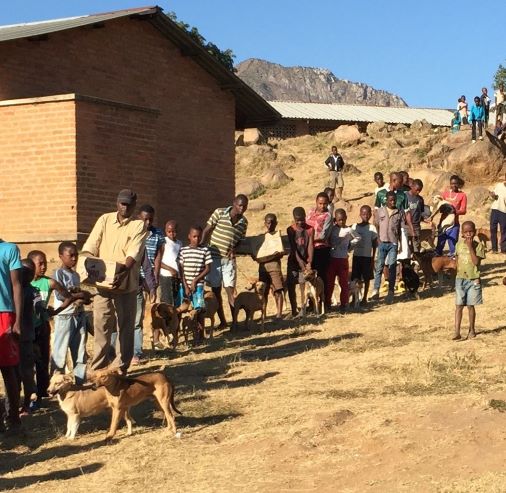 Rabies Elimination Article banner image - Villagers queuing on a hill with their dogs